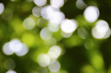 bokeh natural color background, colorful leaf of the tree