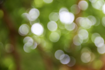 bokeh natural color background, colorful leaf of the tree