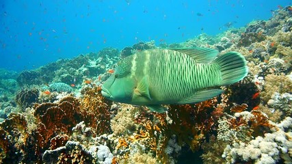 Poster - Napoleon Fish on Coral Reef, underwater scene