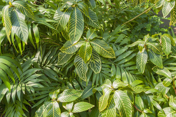 Canvas Print - various jungle plants