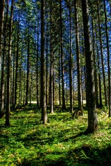  Sonniger Wald in Österreich