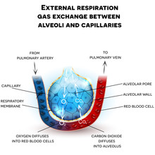 Alveoli Anatomy, External Respiration Gas Exchange Between Alveoli And Capillaries, With Detailed Description