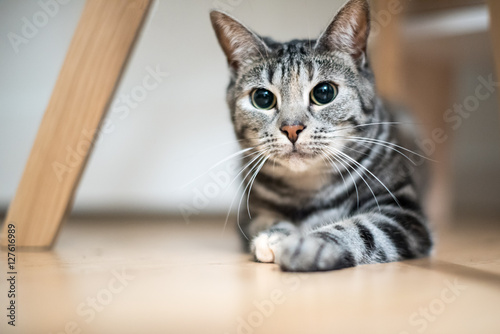 Короткошерстные кошки фото