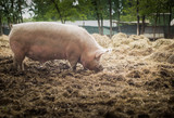 Fototapeta Zwierzęta - Pig is grazing on the ground in a sanctuary for freed animal