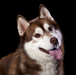 Fototapete - Siberian Husky puppy