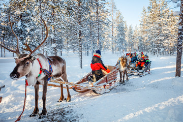 reindeer safari