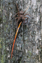 Spider (Dolomedes Okefinokensis) Eating A Snake (Diadophis Punctatus). Picture Taken In Florida, USA, Natural Behaviour.