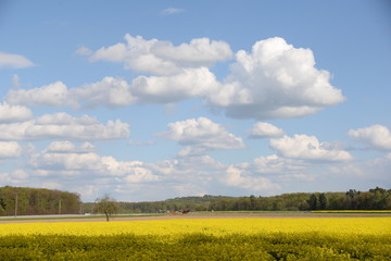 Canvas Print - Rapsfeld