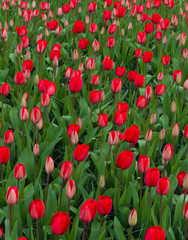 Poster - blooming red tulips