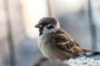 sparrow    