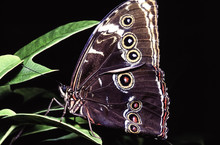 Common Buckeye Or Simply, Buckeye,Junonia Coenia Is A Butterfly In The Family Nymphalidae