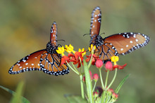 Two Queen Butterflies