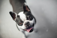 Boston Terrier Looking Up At The Camera While Standing On A Neutral Floor. The Dog Has A Gleeful Expression On Its Black And White Face.