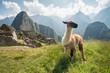 Llama in the ancient city of Machu Picchu, Peru. Overlooking ruins of the Inca citadel in the Andes Mountains and the river valley below.