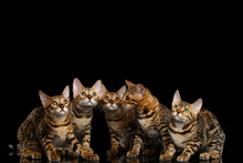 Close-up Portrait Of Group Adorable Breed Bengal Kittens, Curious Looking In Camera Isolated On Black Background, Front View On Five Cats