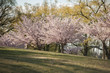 Japanese cherry blossom trees in the morning light. Spring sunrise in High Park, Toronto