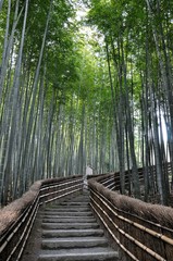  Bamboo pathway