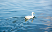 Single White Duck Swinning On The Blue Water