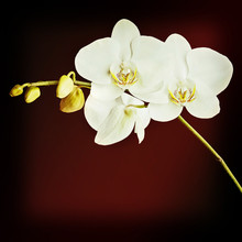 Three Day Old White Orchid With Retro Filter Effect.