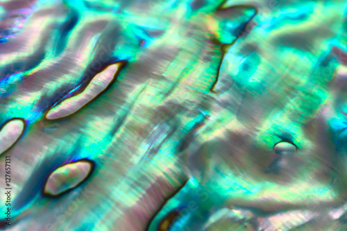 Close up background of abalone shell, haliotis
