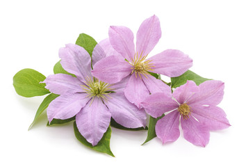 Poster - purple clematis.