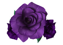 3D Rendering Purple Roses On White