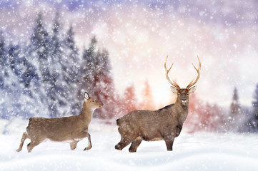 Fototapete - Deer in winter forest