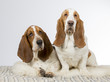 Two basset hounds in a studio.