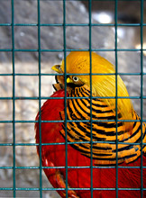 Golden Pheasant (Chrysolophus Pictus) Behind The Bars Of Zoo.