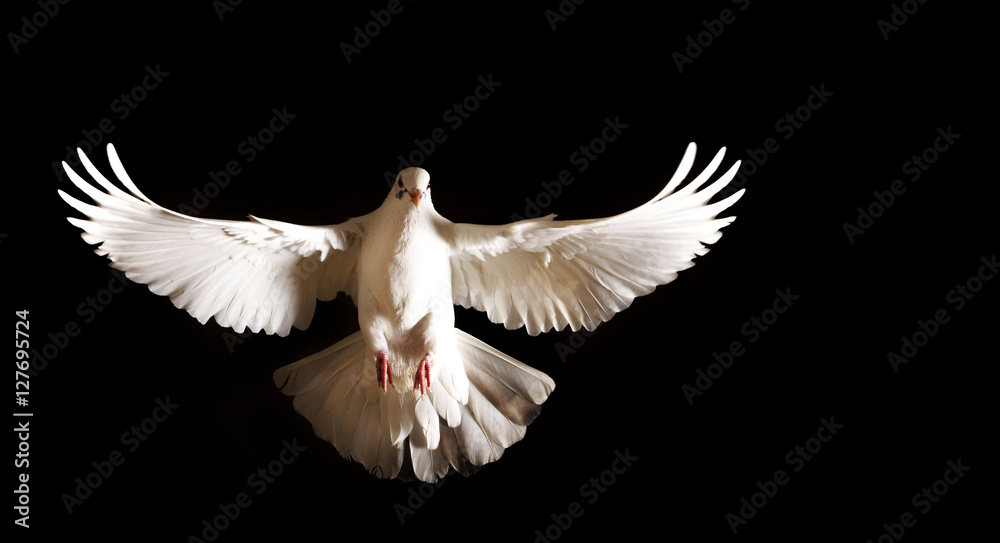 white dove with open wings flies on a black background - obrazy, fototapety, plakaty 