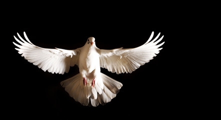 Wall Mural - white dove with open wings flies on a black background