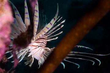 Wall Mural - Lionfish