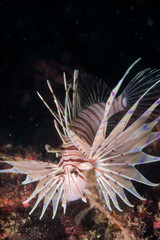 Wall Mural - Lionfish