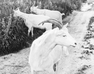 White adult goat on walk