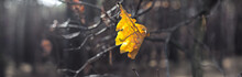 Last Yellow Leaf In Dark Autumn Forest - Autumn Landscape, Banner, Panorama