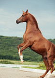 Fototapeta Konie - arabian chestnut stallion rearing.