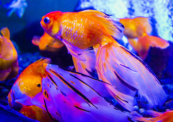 gold fish. carp. aquarium goldfish carp
