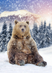 Wall Mural - wild brown bear