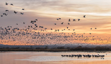 Snow Geese Flying At Sunrise