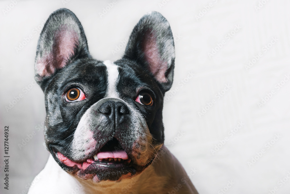 Beste Schilderijen op glas Cute French Bulldog posing at camera - Nikkel Art JM-15