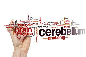 Wall Mural - Cerebellum word cloud