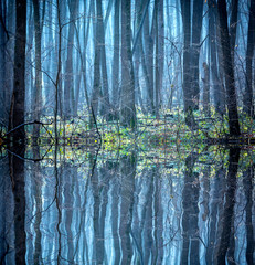 Wall Mural - Foggy landscape in the forest