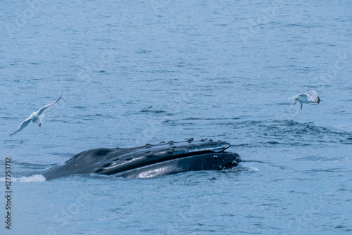 Fotografie, Obraz Humpback Whale Lunge Feeding near Stellwagen Bank Marine Sanctuary Gloucester Ma