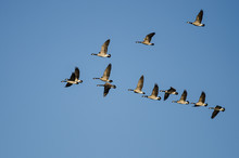 Flock Of Canada Geese Flying In A Blue Sky