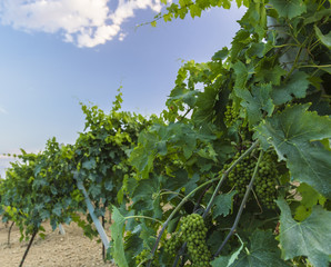 Vine in a vineyard in autumn - White wine grapes before harvest