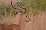Fototapeta Sawanna - Wild Spiral Horn Deer or springbok 