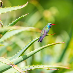 Wall Mural - Broad Billed Hummingbird. Using different backgrounds the bird becomes more interesting and blends with the colors. These birds are native to Mexico and brighten up most gardens where flowers bloom.