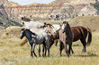 Wild horses in Theodore Roosevelt National Park.