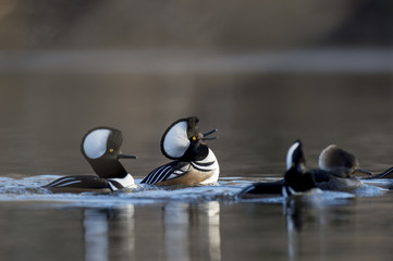 Wall Mural - Ducks Show Off