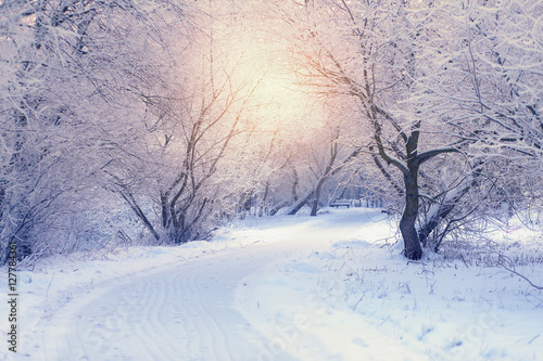 Obraz na plátně White trees in frosty winter morning